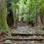 熊野古道の石畳の道の様子を撮影した写真