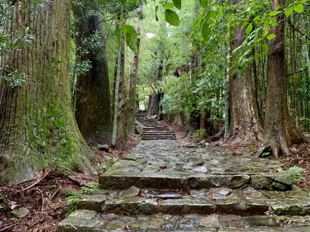 熊野古道の石畳の道の様子を撮影した写真