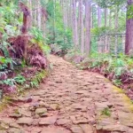 熊野古道の道の様子を撮影した写真